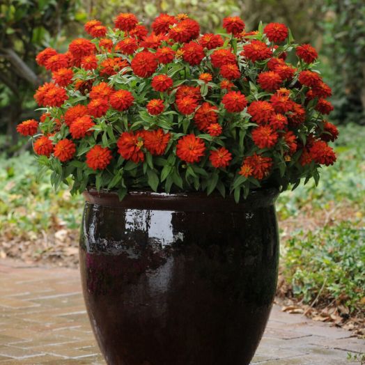 Цинния мариландская (Zinnia marylandica) Zahara Double Fire, 50 семян