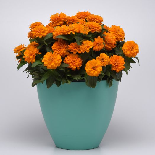 Цинния мариландская (Zinnia marylandica) Zahara Double Bright Orange, 50 семян