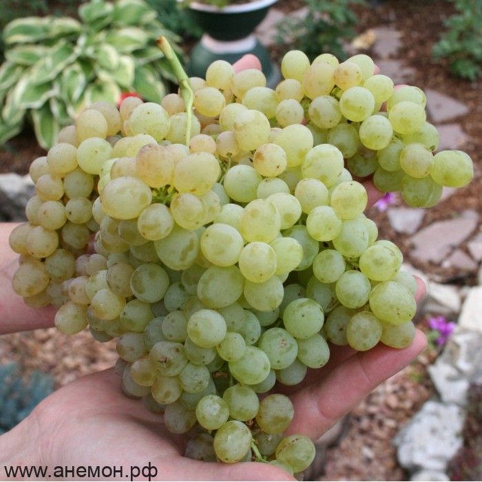 ВиноградКиш-Миш 342(Венгерский)