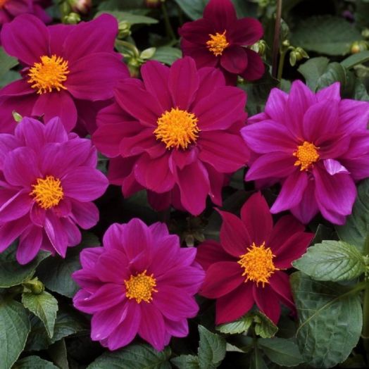 Георгина гибридная (Dahlia variabilis) Figaro Violet Shade, 50 семян