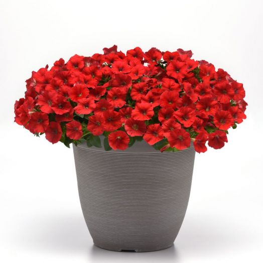 Петуния ампельная (Petunia trayling F1) Shock Wave Red, 50 драже
