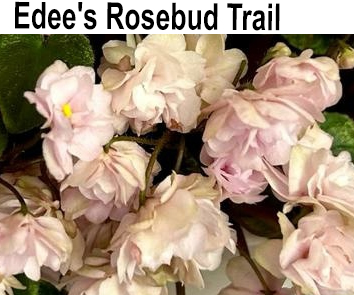 Edee"s Rosebud Trail