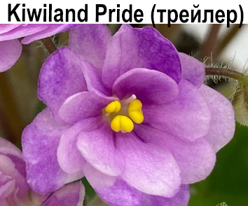 Kiwiland Pride  НОВИНКА КАТАЛОГА!