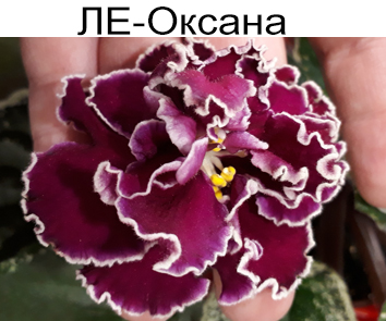 ЛЕ-Оксана (Лебецкая)