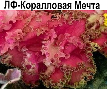 ЛФ-Коралловая Мечта (Федосеева)