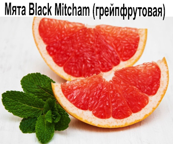Мята Black Mitcham (грейпфрут)