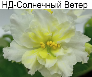НД-Солнечный Ветер (Данилова-Суворова)  НОВИНКА