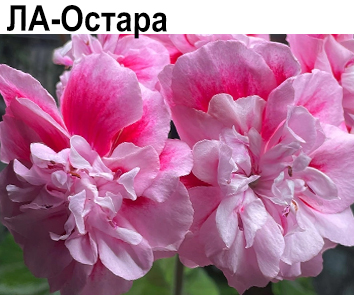 Пеларгония густомахровая зонартик ЛА-Остара