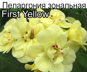 Пеларгония зональная First Yellow
