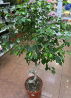 Фикус be exotica 150см