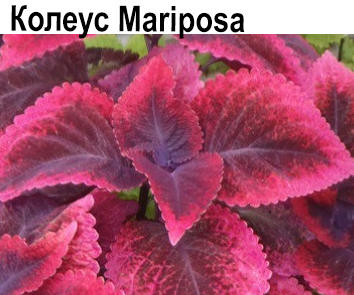 Колеус Mariposa