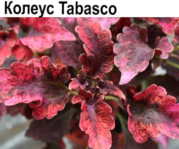 Колеус Tabasco