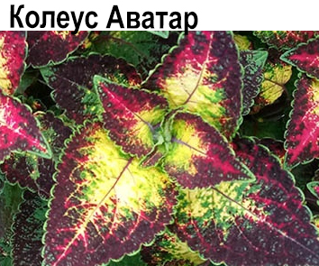Колеус Аvаtаr
