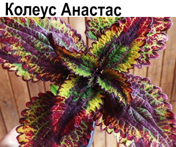 Колеус Анастас