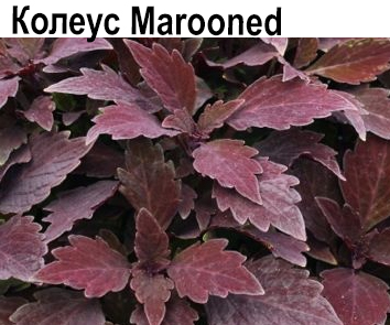 Колеус Маrооnеd