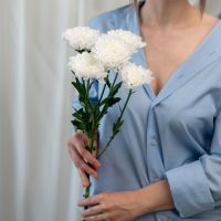 1 хризантема Алтай