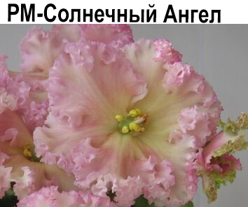 РМ-Солнечный Ангел (Скорнякова) НОВИНКА
