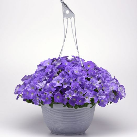 Петуния ампельная (Petunia trayling F1) E3 Easy Wave Sky Blue, 50 драже