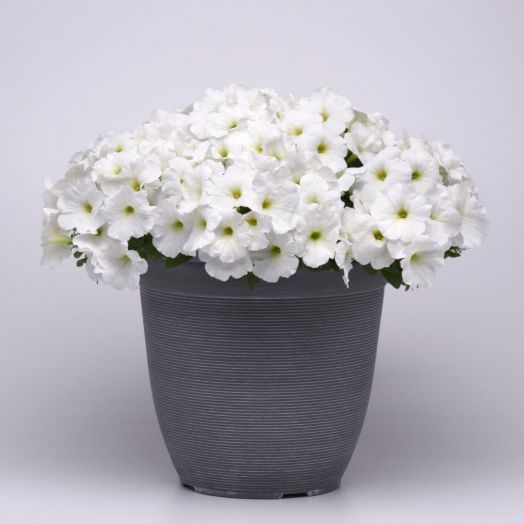 Петуния ампельная (Petunia trayling F1) E3 Easy Wave White, 50 драже