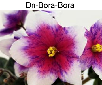 Dn-Bora-Bora (Денисенко)