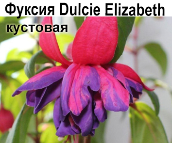 Фуксия Dulcie Elizabeth куст  НОВИНКА КАТАЛОГА!