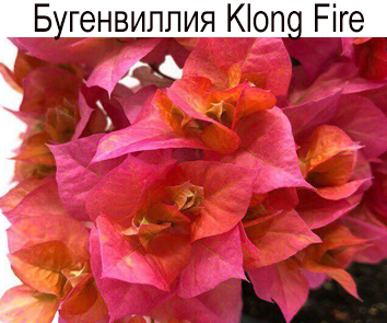 Бугенвиллия Klong Fire