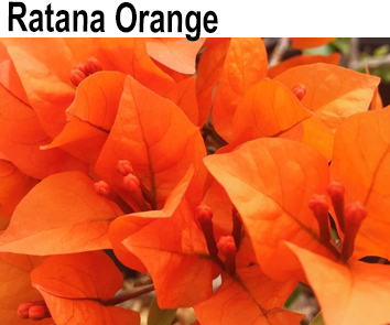Бугенвиллия Ratana Orange variegata   НОВИНКА