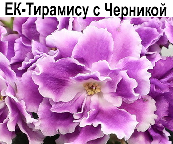 ЕК-Тирамису с Черникой (Коршунова)  НОВИНКА КАТАЛОГА!