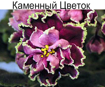 Каменный Цветок (Морев)