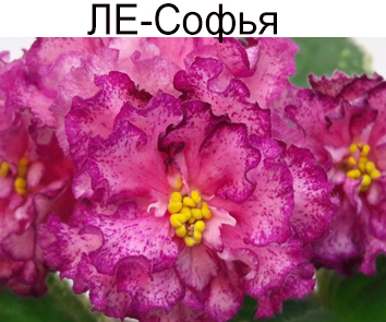 ЛЕ-Софья (Лебецкая)
