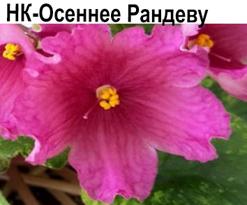 НК-Осеннее Рандеву (Козак)  НОВИНКА КОЛЛЕКЦИИ!