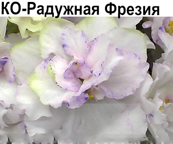 КО-Радужная Фрезия (Кособокова) лангифолия