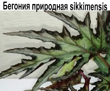 Бегония Sikkimensis