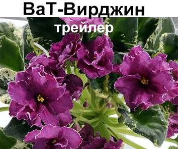ВаТ-Вирджин (Валькова Т)
