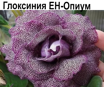 Глоксиния ЕН-Опиум  НОВИНКА КАТАЛОГА!