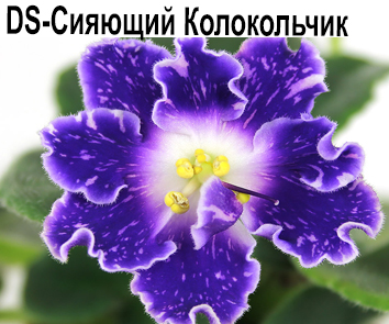 Dn-Сияющий Колокольчик (Денисенко)