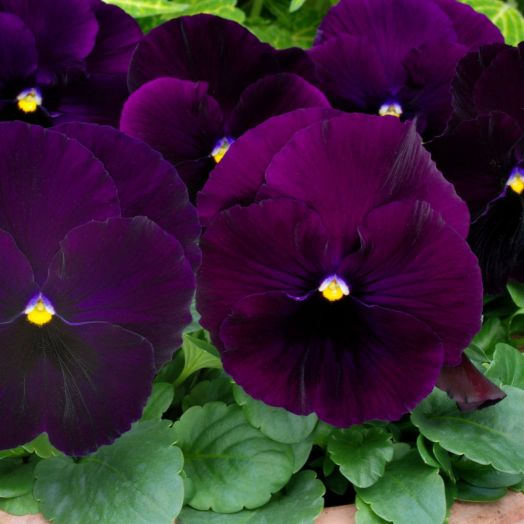 Виола виттрока (Viola wittrockiana) Matrix Purple, 100 семян