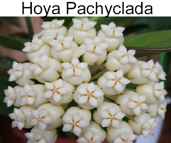 Хойя Pachyclada  НОВИНКА КАТАЛОГА!