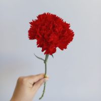 Гвоздика красная