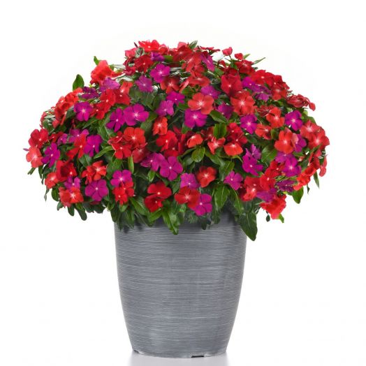 Катарантус розовый (Vinca rosea) Pacifica Mix Bold, 100 семян