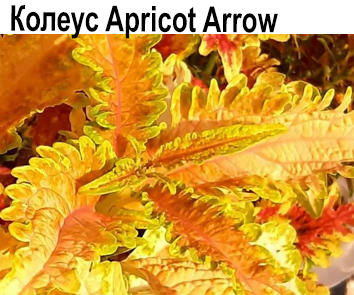 Колеус Apricot Arrow
