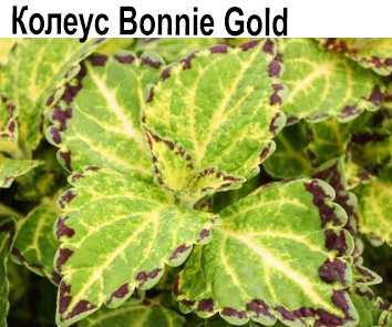 Колеус Bonnie Gold