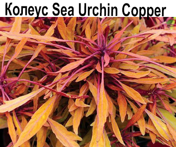 Колеус Sea Urchin Copper