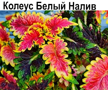 Колеус Белый Налив