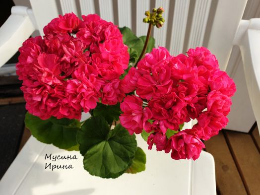 Шёлк Маланго № 2462