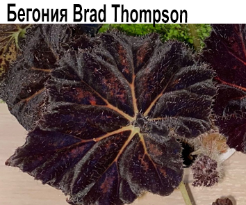 Бегония Brad Tomson