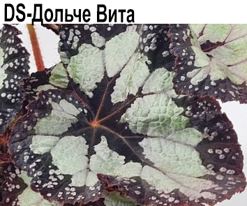 Бегония DS- Дольче Вита (Е. Еникеева)