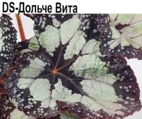 Бегония DS- Дольче Вита