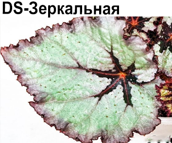 Бегония DS-Зеркальная (Е. Еникеева)