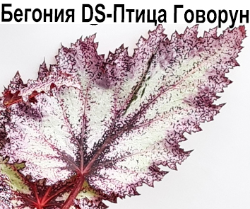 Бегония DS-Птица-Говорун (Е. Еникеева)